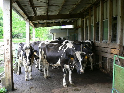 早く乳搾りしてほしいざます。