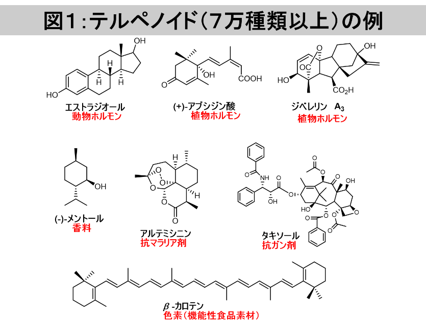 スタッフ
