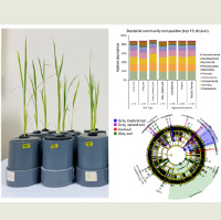 環境DNAを利用した植物・微生物間相互作用の解明