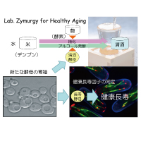 酵母を用いた日本酒醸造・健康長寿の研究