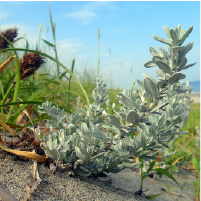植物の目に見えない遺伝的特徴を明らかにする