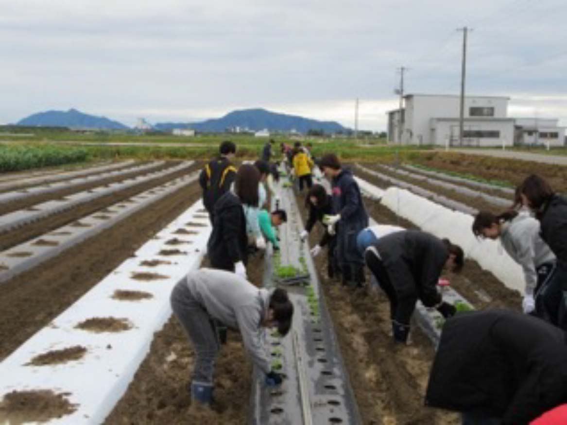 Planting Practice at Shindori Station