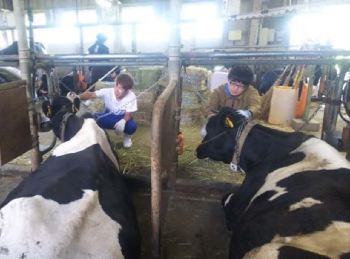 Practice of Dairy Cow Management at Muramatsu Station