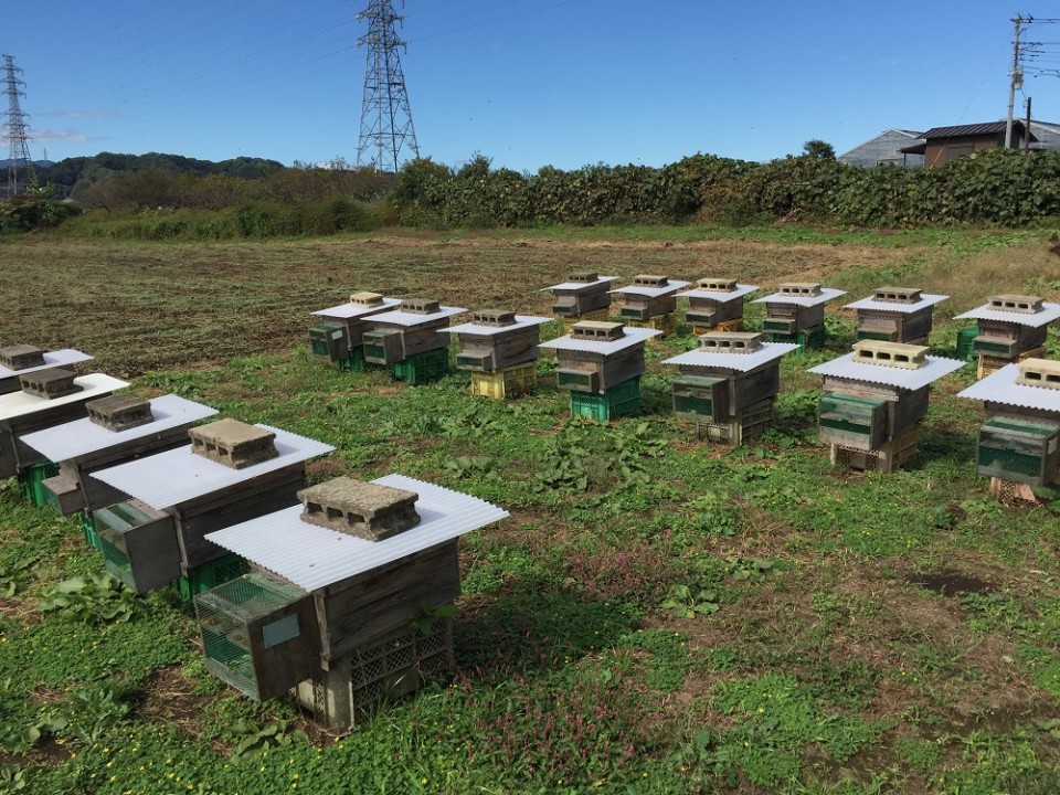 東京都内の養蜂家