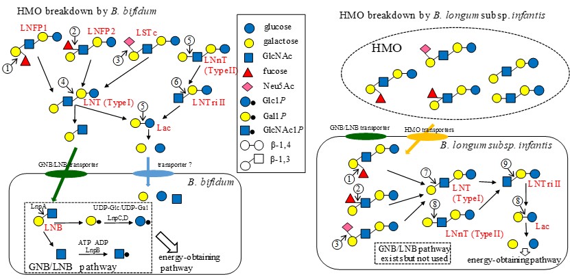 2種のビフィズス菌のHMO代謝経路