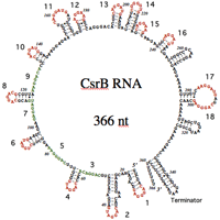 CsrB RNAの二次構造