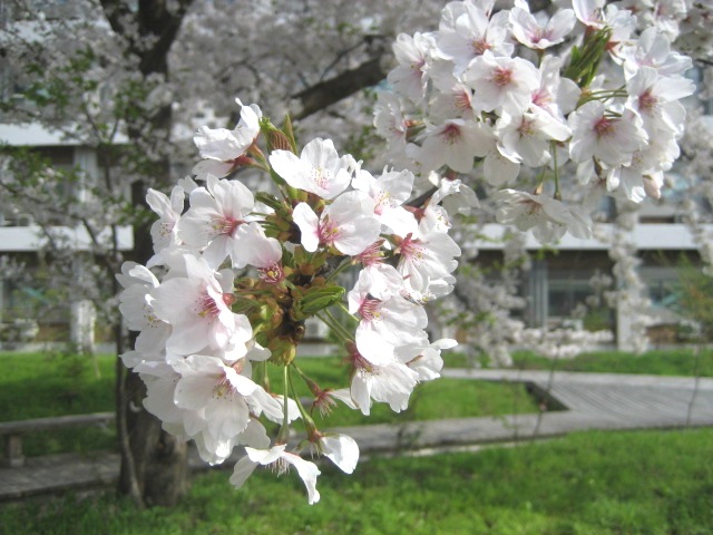 嵐丘庭（農学部中庭）の桜